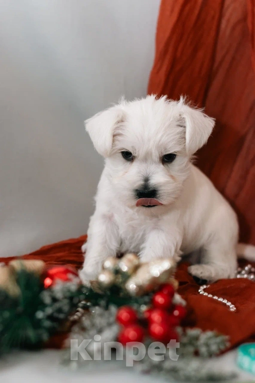 Собаки в Краснодаре: Цвергшнауцер. Щенок  Мальчик, 60 000 руб. - фото 2