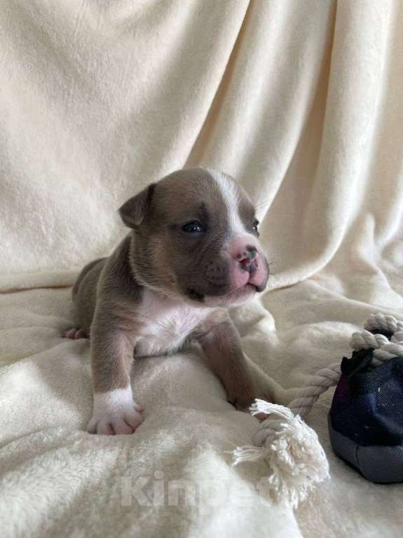 Собаки в Санкт-Петербурге: Щенок Американского булли sm_bulli Major Мальчик, 100 000 руб. - фото 3