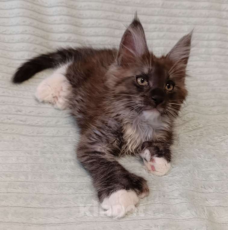 Кошки в Санкт-Петербурге: Мальчик полидакт Мальчик, 50 000 руб. - фото 3