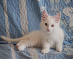 Кошки в Омске: Котенок мейнкун Девочка, 15 000 руб. - фото 2