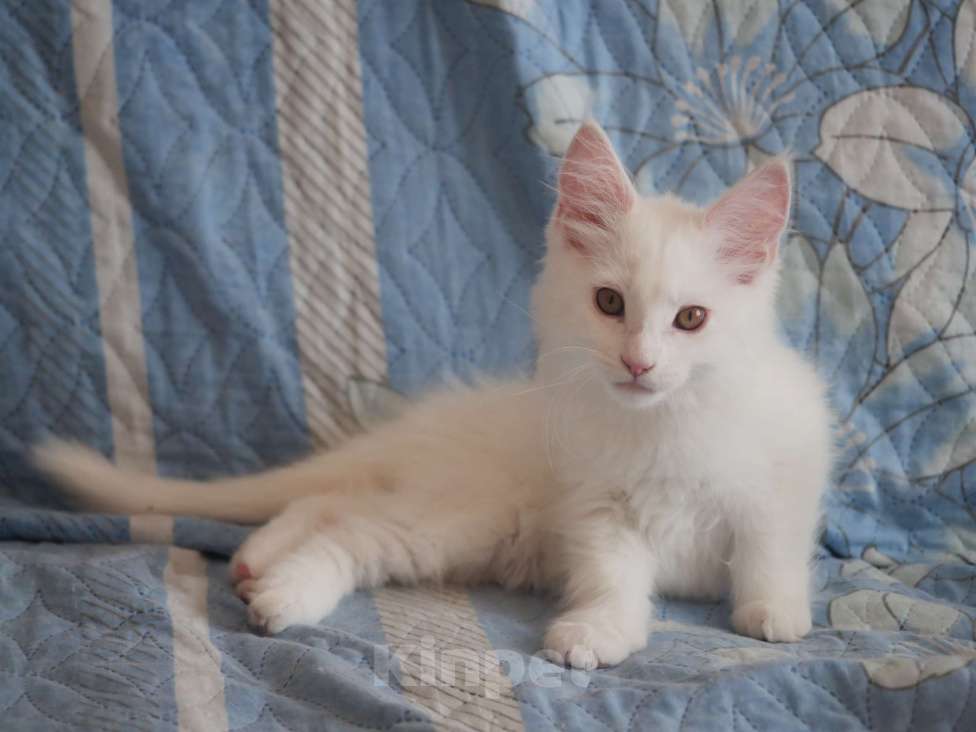 Кошки в Омске: Котенок мейнкун Девочка, 15 000 руб. - фото 2