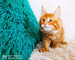 Кошки в Кингисеппе: Мейн куны рыжие морды, 10 000 руб. - фото 6