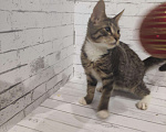 Кошки в Рязани: Котятки, Бесплатно - фото 3