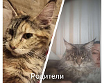 Кошки в Малмыже: Котята мейн-кун, 4 500 руб. - фото 4