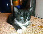 Кошки в Королеве: Необычный котик ,необычная раскраска  Мальчик, 100 руб. - фото 3