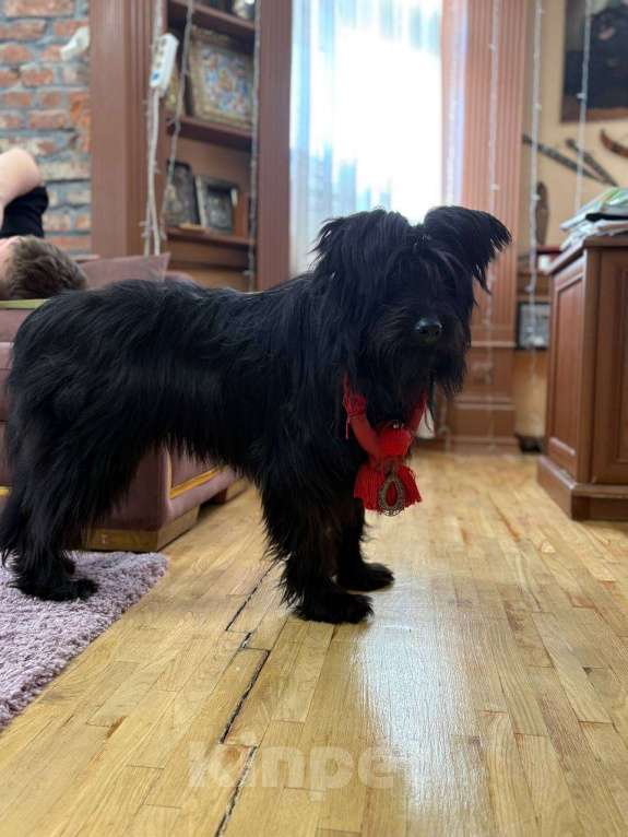 Собаки в Москве: Небольшой метис шнауцера в добрые руки Мальчик, Бесплатно - фото 6