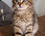 Кошки в Москве: Котенок Мини ищет дом Девочка, Бесплатно - фото 2