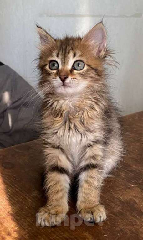Кошки в Москве: Котенок Мини ищет дом Девочка, Бесплатно - фото 2