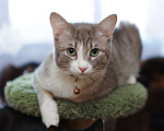 Кошки в Москве: Котик-подросток Никос в поисках любящей семьи! Мальчик, Бесплатно - фото 1