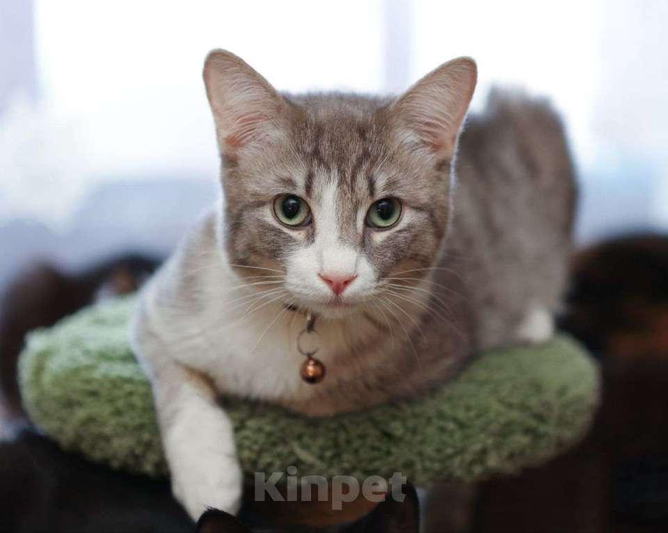 Кошки в Москве: Котик-подросток Никос в поисках любящей семьи! Мальчик, Бесплатно - фото 1