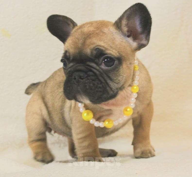 Собаки в Москве: Французский бульдог,девочка Девочка, 130 000 руб. - фото 4