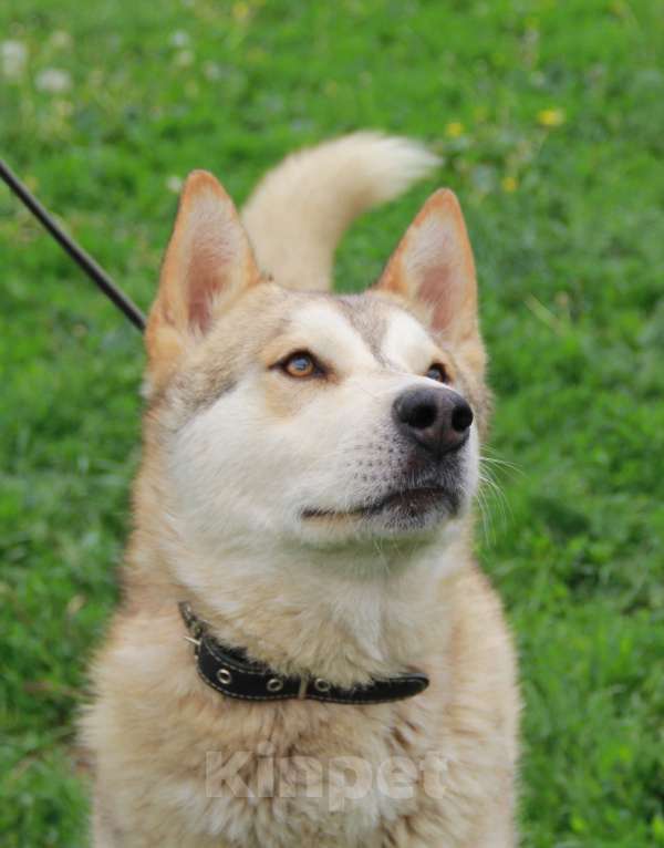 Собаки в Москве: Иртыш. Метис хаски Мальчик, 1 руб. - фото 3