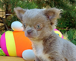 Собаки в Новосибирске: Девочка Чихуахуа Девочка, Бесплатно - фото 1
