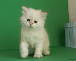 Кошки в Долгопрудном: Котенок сибирский  Мальчик, 35 000 руб. - фото 2