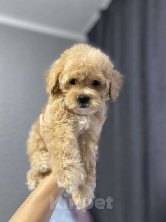 Собаки в Воронеже: Девочка мальтипуf1  Девочка, 80 000 руб. - фото 3