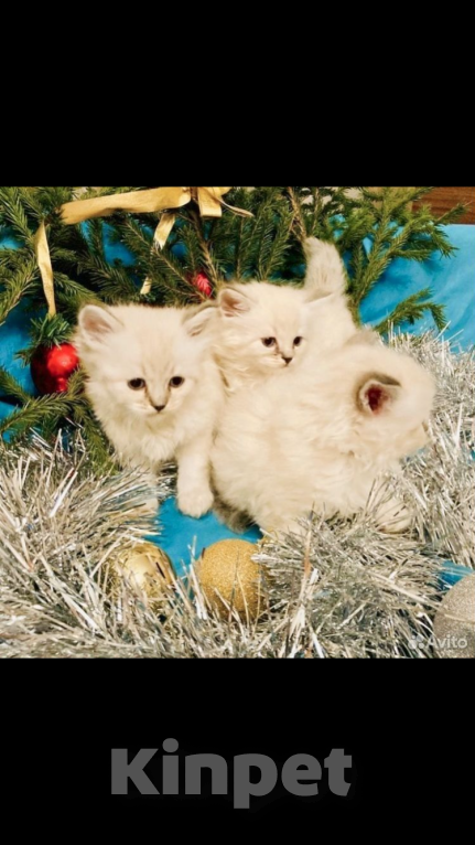 Кошки в Москве: Рэгдолл девочки Девочка, 35 000 руб. - фото 6