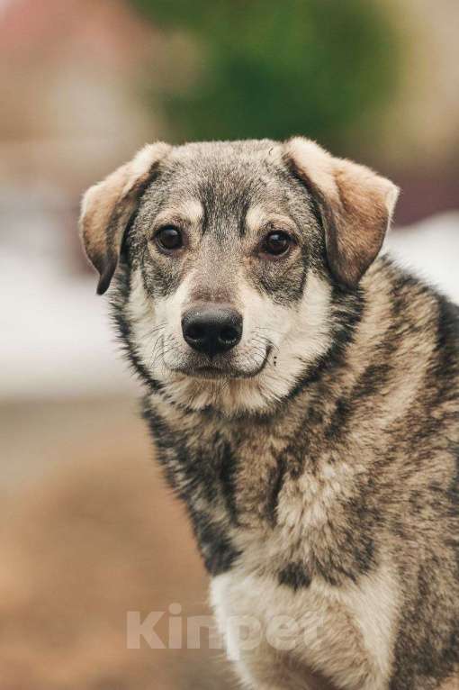 Собаки в Лосином-Петровском: Аракс валентинка в добрые руки Мальчик, Бесплатно - фото 10
