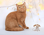 Кошки в Краснодаре: Британский котик к/ш Мальчик, Бесплатно - фото 3