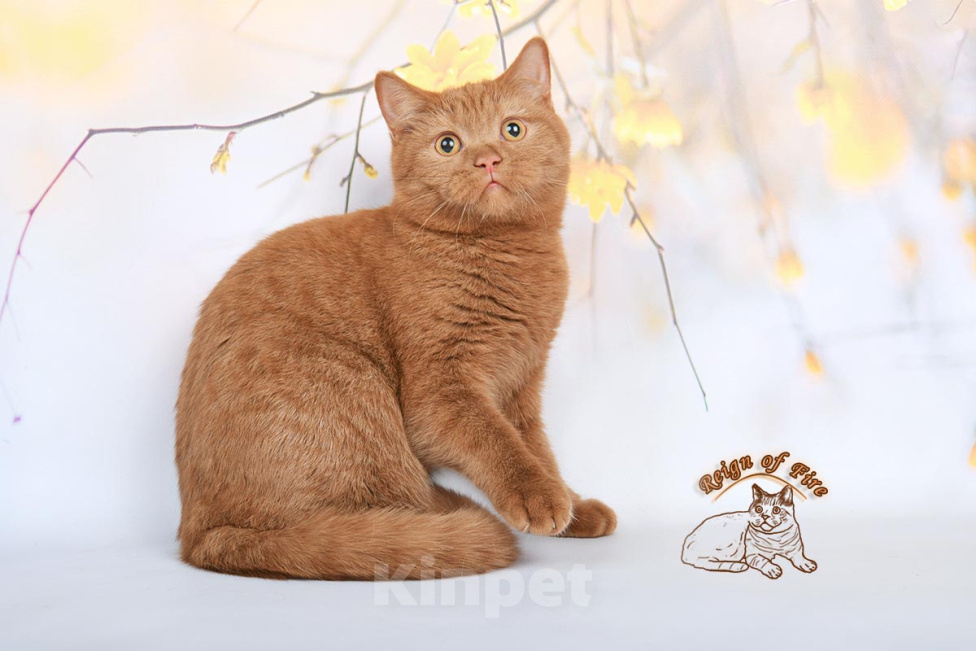 Кошки в Краснодаре: Британский котик к/ш Мальчик, Бесплатно - фото 3