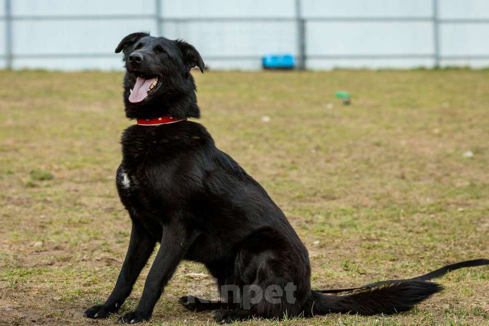 Собаки в Москве: Вальтер Мальчик, Бесплатно - фото 11