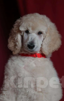 Собаки в других городах Московской области: Стандартный пудель- белый кобель Мальчик, Бесплатно - фото 1