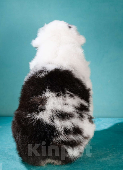 Собаки в других городах Московской области: Австралийская овчарка, аусси Мальчик, 150 000 руб. - фото 6