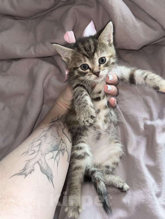 Кошки в Москве: Девочка «Рыжее пятнышко» Девочка, 1 000 руб. - фото 4