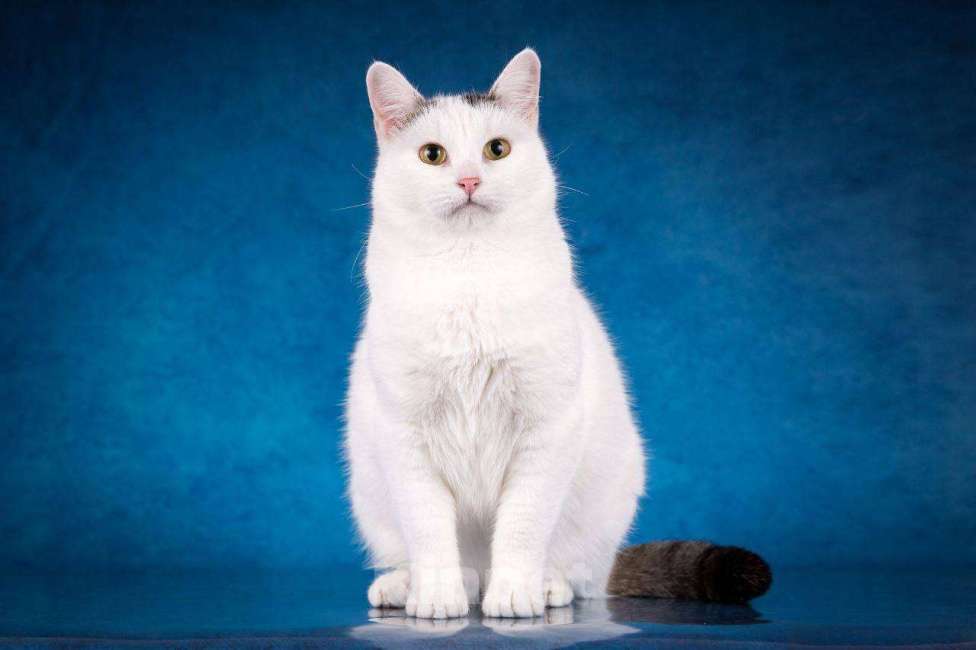 Кошки в Москве: Мила в поисках дома и любящей семьи Девочка, Бесплатно - фото 3