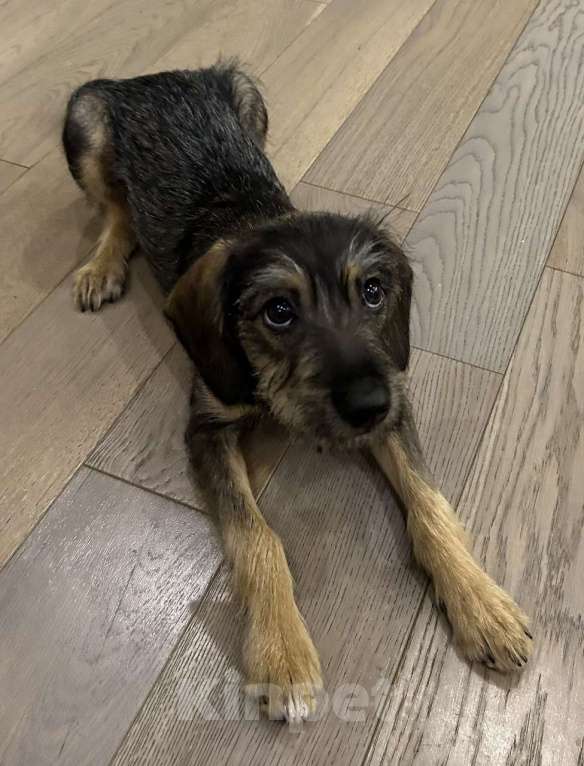 Собаки в Москве: Якутята ппбж Девочка, Бесплатно - фото 6