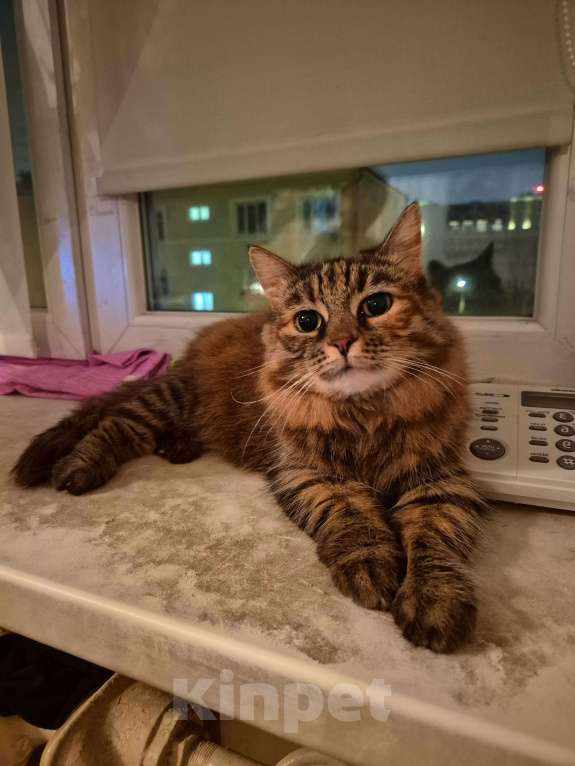 Кошки в Москве: Басилиса устала от безумных людей Девочка, Бесплатно - фото 7