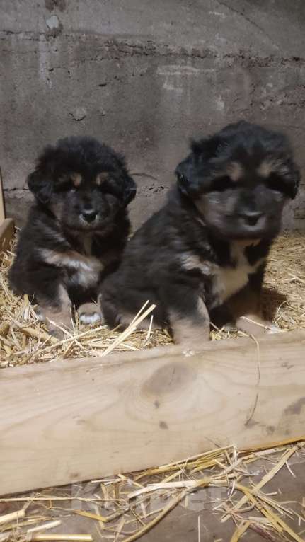 Собаки в Магнитогорске: Банхар(монгольский Волкодав)  Мальчик, 40 000 руб. - фото 9