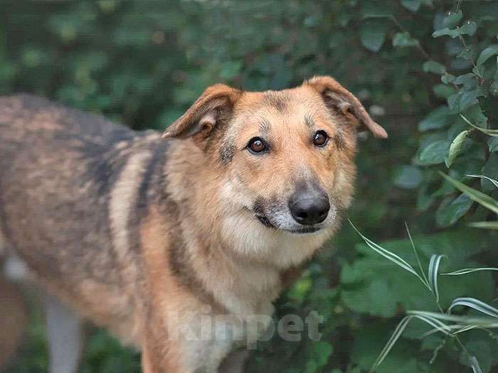 Собаки в Москве: Анри, некрупный домашний песик с большим добрым сердцем ищет дом Мальчик, 10 руб. - фото 6