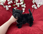 Собаки в Москве: Чёрный йорк мальчик стандарт бэби фейс Мальчик, 80 000 руб. - фото 9