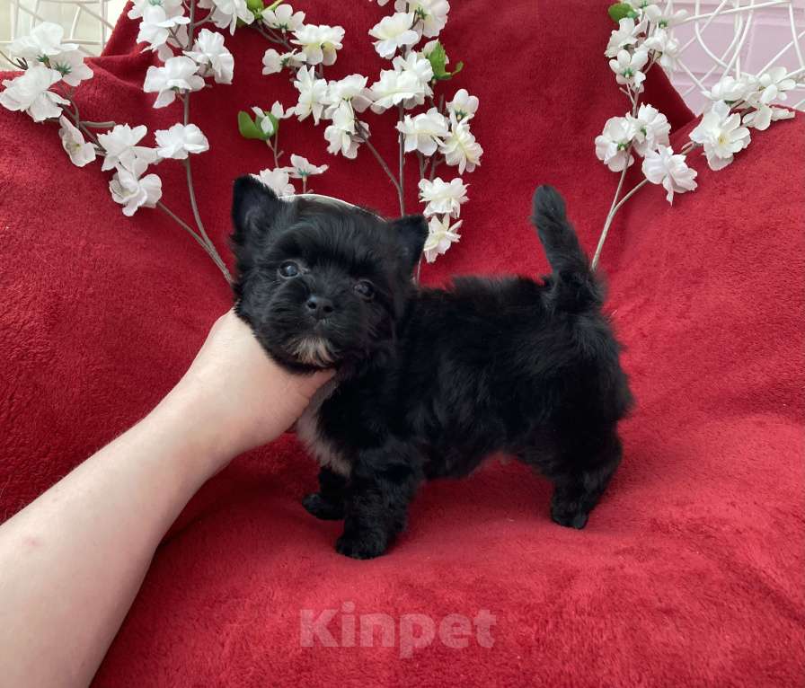 Собаки в Москве: Чёрный йорк мальчик стандарт бэби фейс Мальчик, 80 000 руб. - фото 9