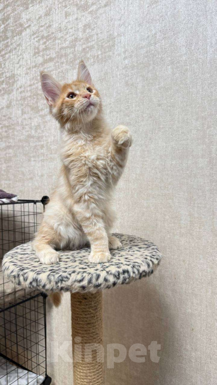 Кошки в Москве: Cimba  Мальчик, 65 000 руб. - фото 1