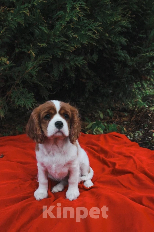 Собаки в Санкт-Петербурге: Продаётся девочка 3месяца Девочка, Бесплатно - фото 1