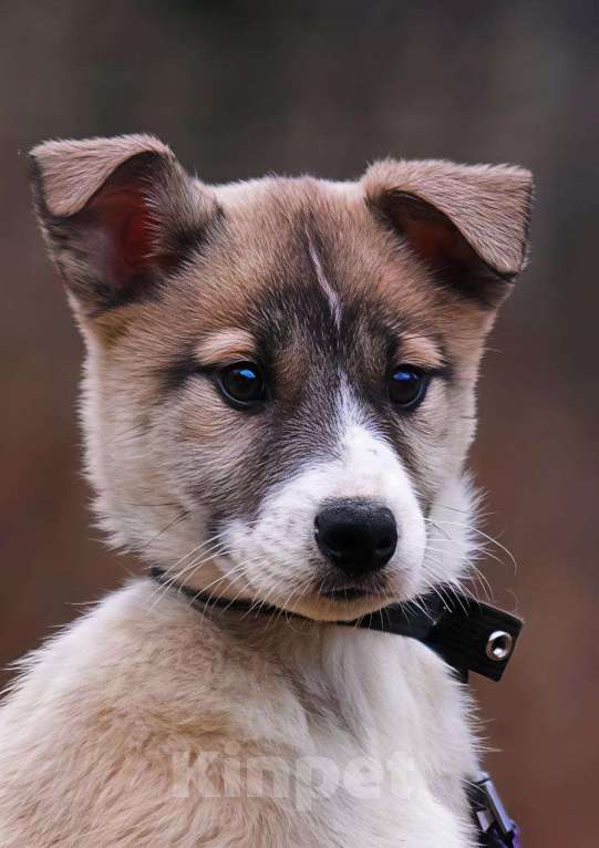 Собаки в Наро-Фоминске: Тэйси Якутята из ппбж Девочка, Бесплатно - фото 3