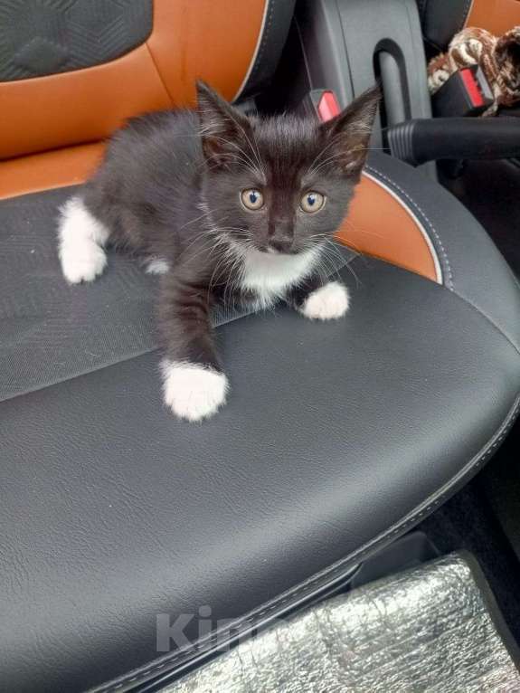 Кошки в Ульяновске: Отдам котят Мальчик, Бесплатно - фото 2