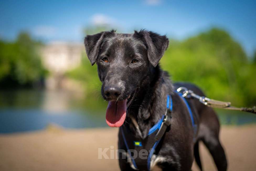 Собаки в Москве: Очаровательная миниатюрная Дея Девочка, Бесплатно - фото 3