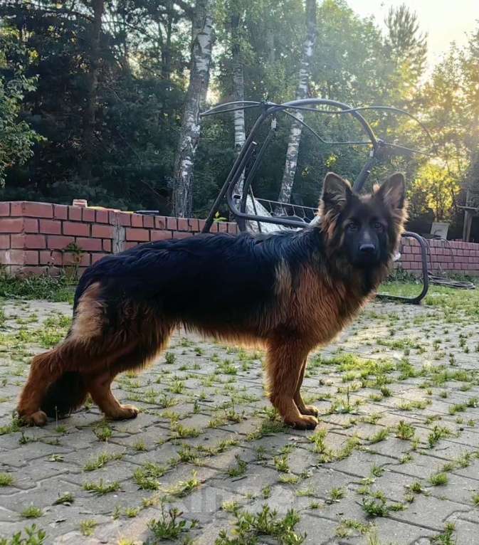 Собаки в Москве: Элитные щенки немецкой овчарки длиношерстные Девочка, 50 000 руб. - фото 5