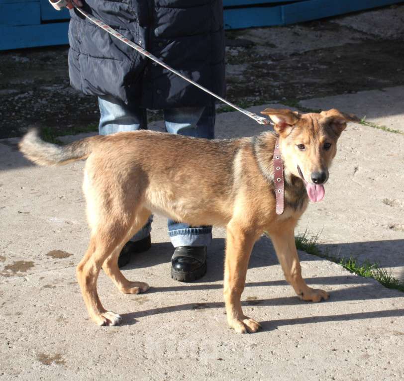 Собаки в Москве: Молоденькая ласкушечка Ариша в самые добрые руки  Девочка, Бесплатно - фото 3