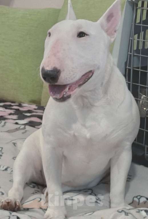 Собаки в Санкт-Петербурге: Девочка 1 год. Рожд. 19.02.2025г. Девочка, 100 000 руб. - фото 7