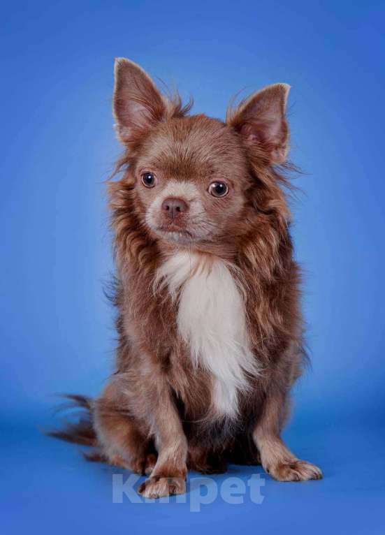 Собаки в Королеве: Чихуа-хуа мини малыш Мальчик, 45 000 руб. - фото 7