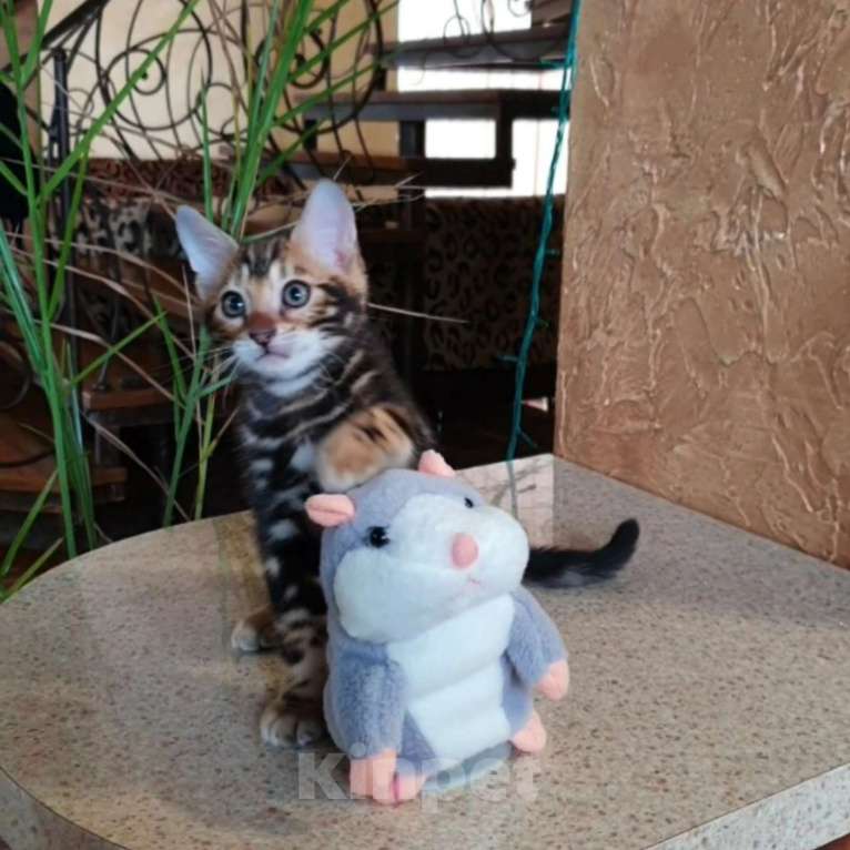 Кошки в Симферополе: Бенгальский мальчик  Мальчик, 25 000 руб. - фото 3