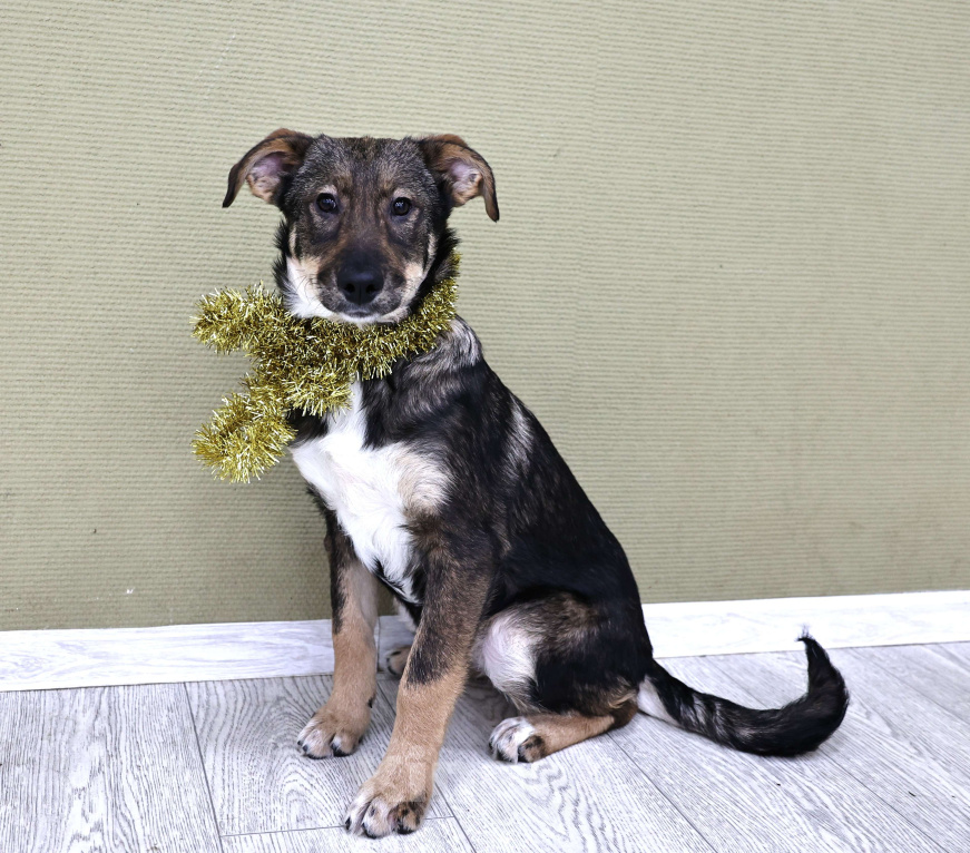 Собаки в Москве: Щенки бесплатно в Москве Девочка, Бесплатно - фото 6