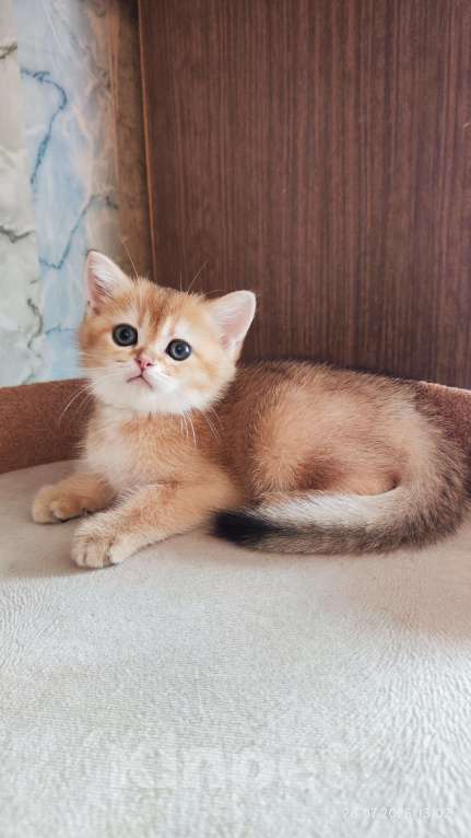 Кошки в Москве: Шотландский прямоухий котенок страйт Мальчик, 45 000 руб. - фото 3