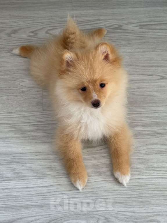 Собаки в Москве: Щенки померанского шпица редкий окрас! Девочка, 52 000 руб. - фото 2