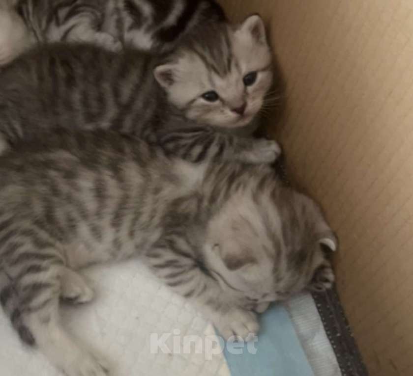 Кошки в Кемерово: Шотландские котята Девочка, 5 000 руб. - фото 2