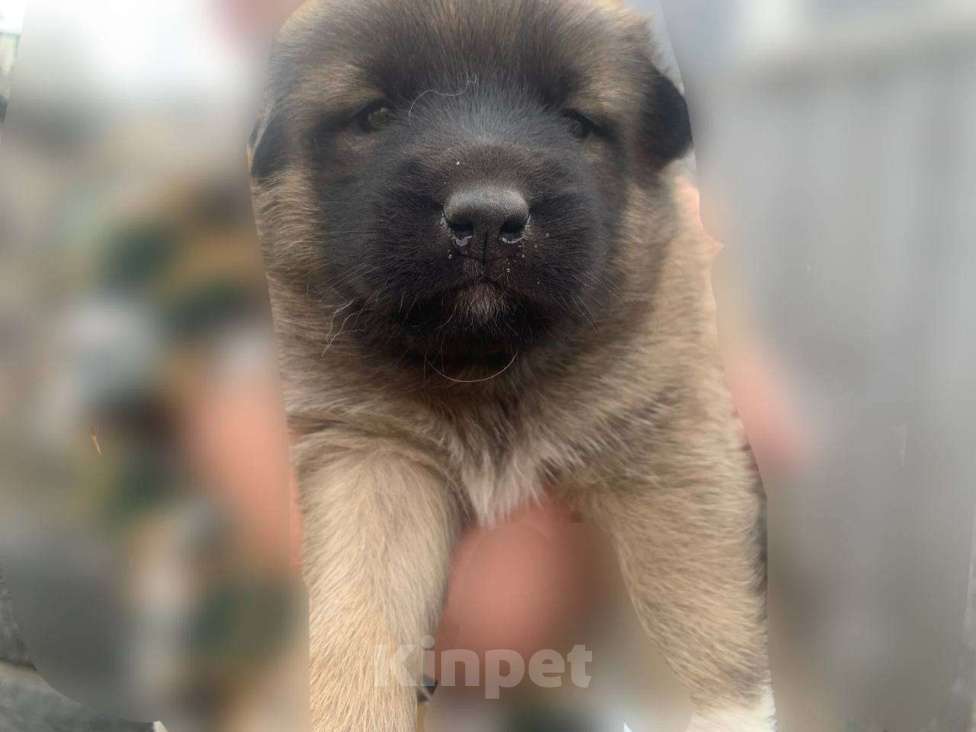 Собаки в Кургане: Немецкая овчарка Мальчик, Бесплатно - фото 1