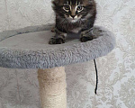 Кошки в Ливны: Котята мейн-кун, 20 000 руб. - фото 2